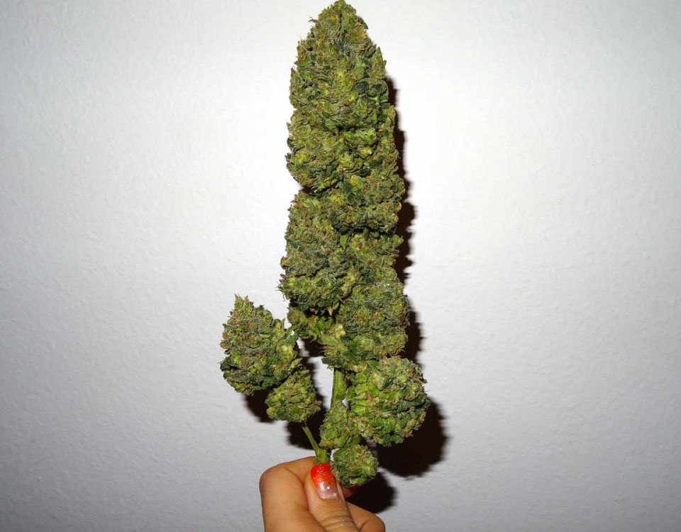 cannabis bud tube packaging