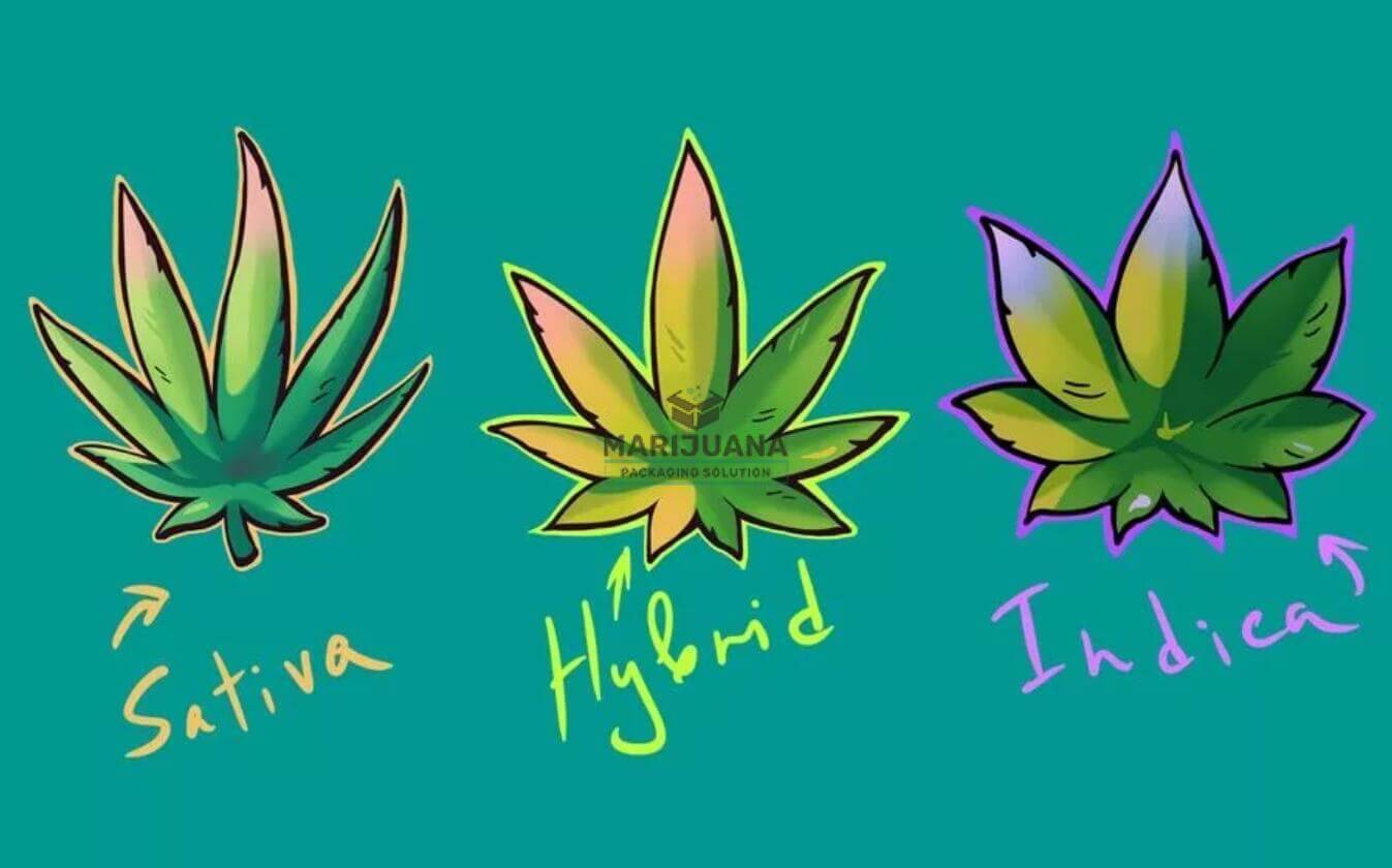 strains-of-marijuana