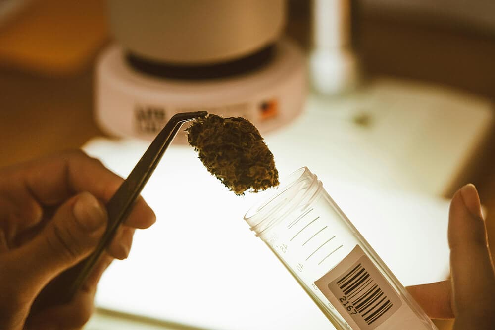 Cannabis flower sample being prepared for lab testing in a clear medical container.