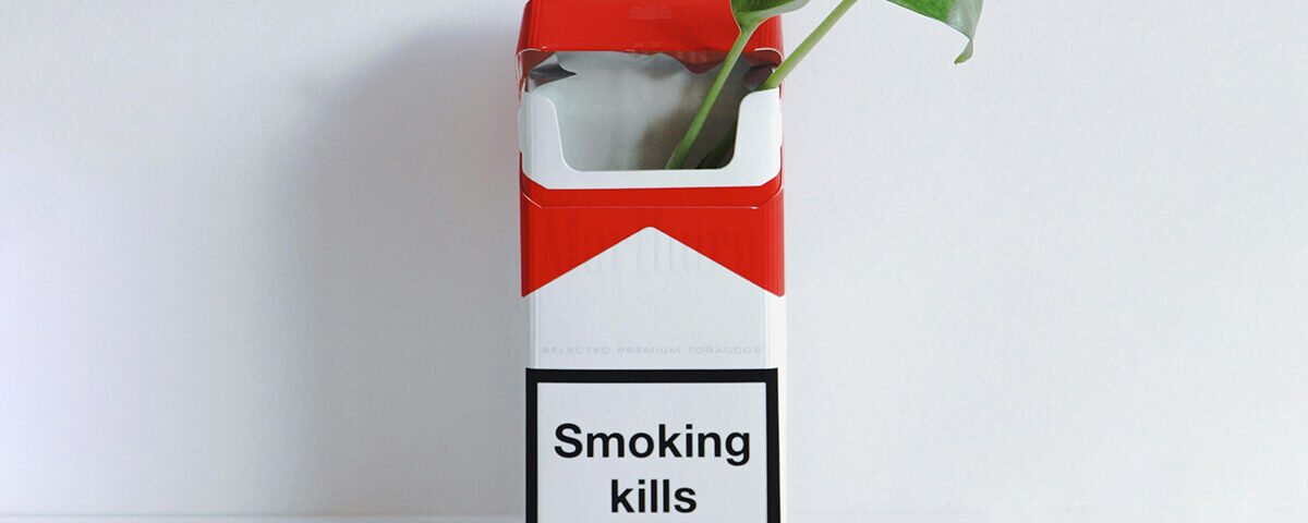 two leaves growing out of a cardboard cigar box showing an interesting cardboard packaging design idea