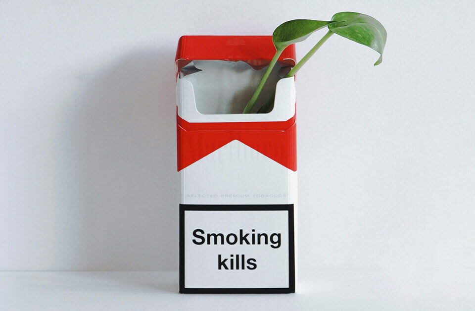 two leaves growing out of a cardboard cigar box showing an interesting cardboard packaging design idea